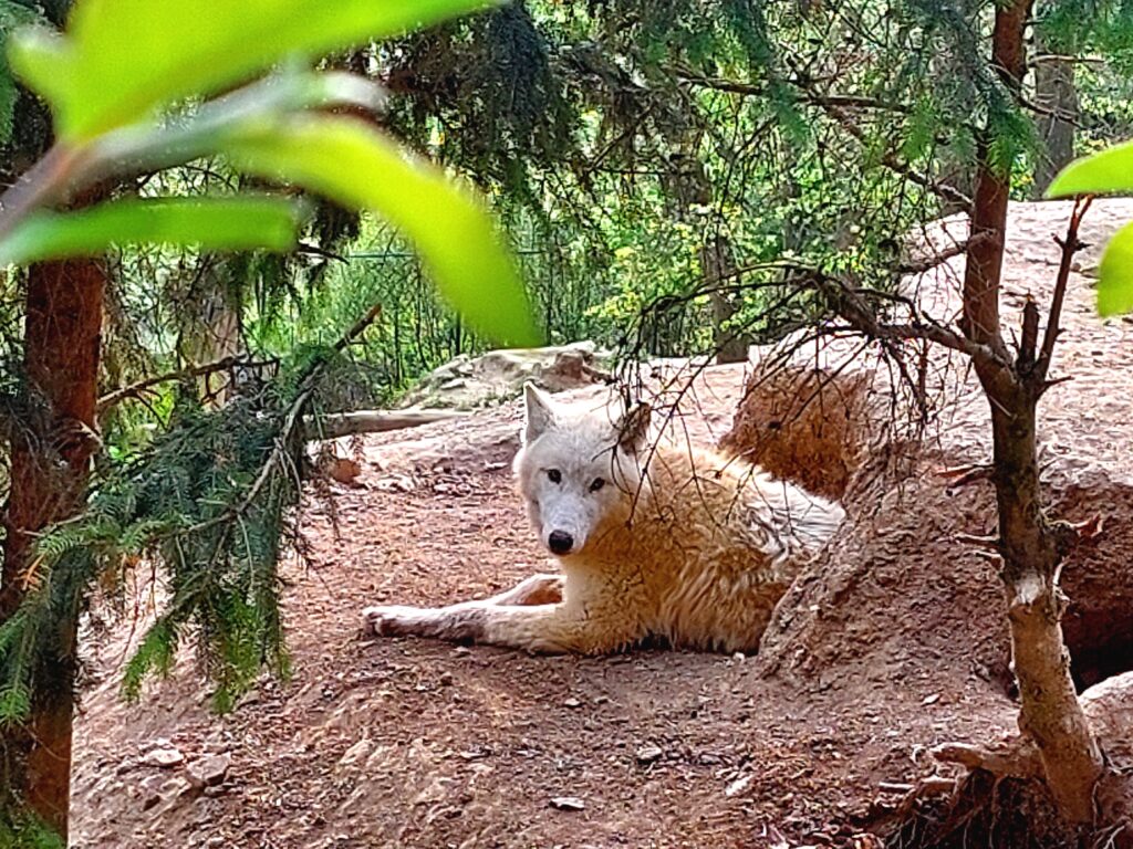 Vlk v Zoologické zahradě v Brně