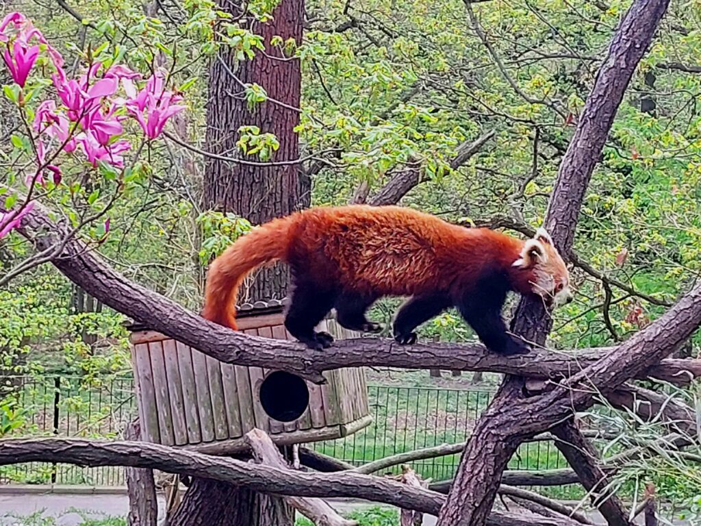 Panda červená v ZOO Brno