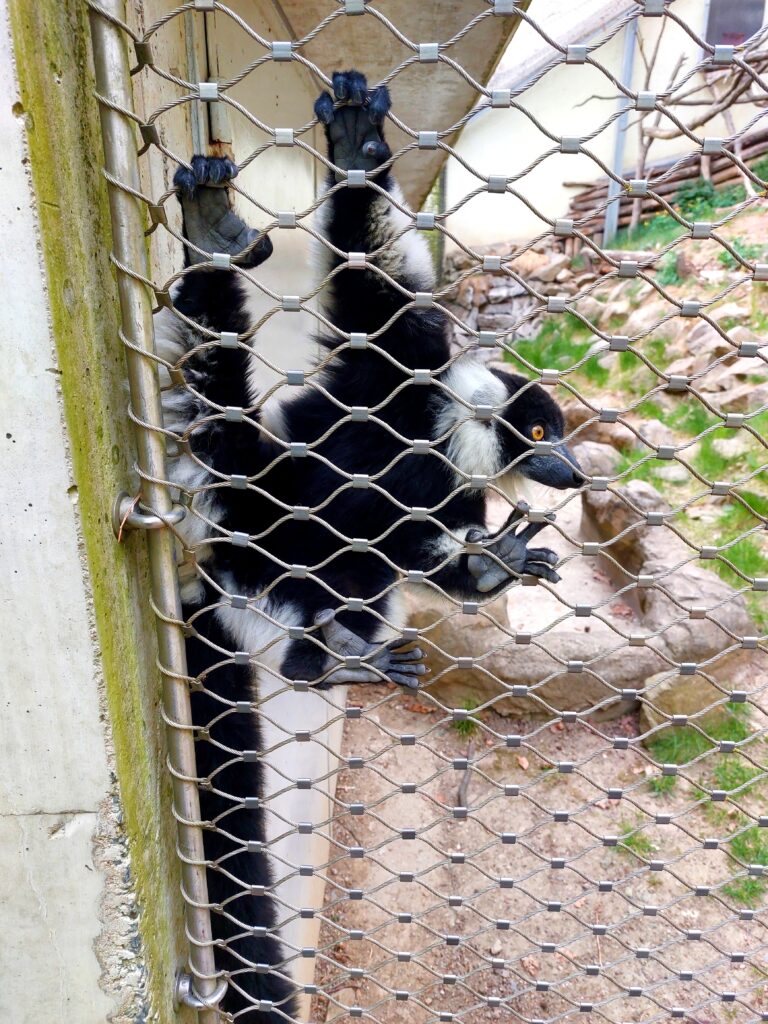 Lemuři v Brněnské Zoologické zahradě