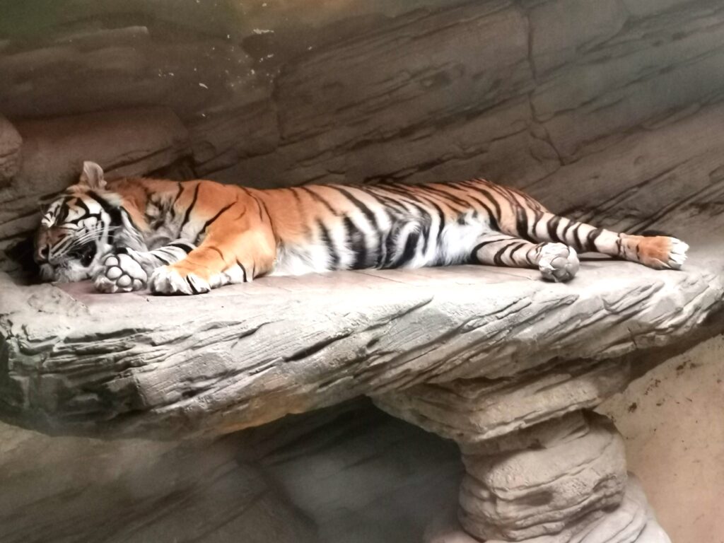 Tygr v Brněnské Zoo