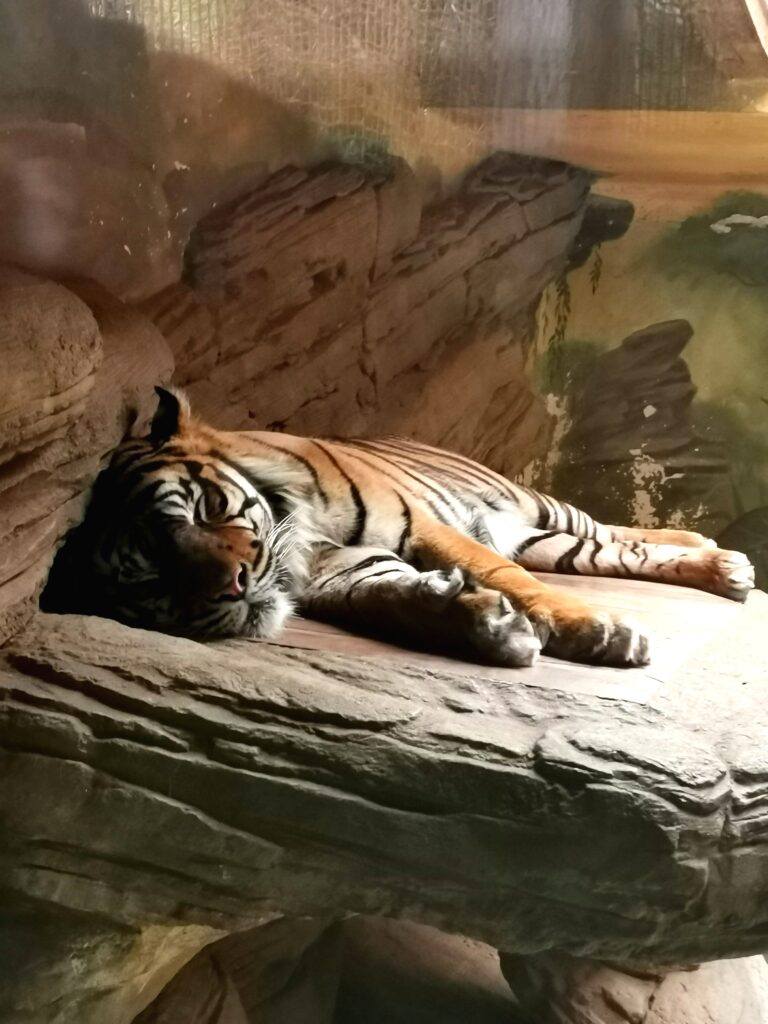 Zoo Brno tygr