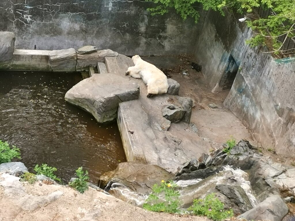Zoo Brno lední medvědi