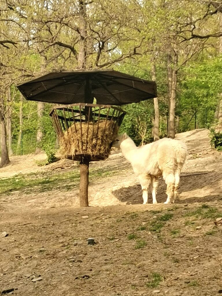 Lama v Brněnské ZOO