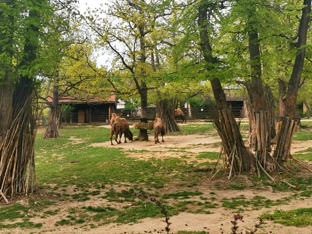Velbloudi Zoo Brno