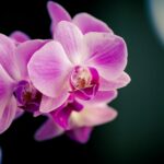 Výstava orchidejí Brno