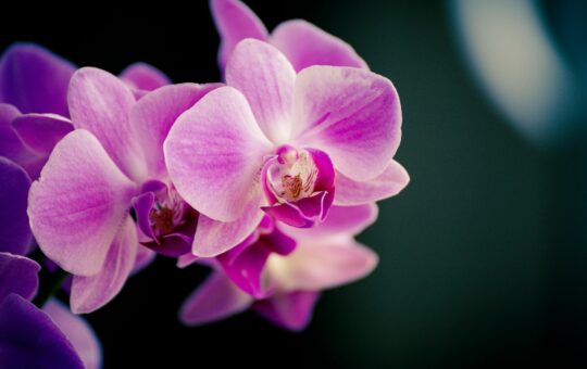 Výstava orchidejí Brno